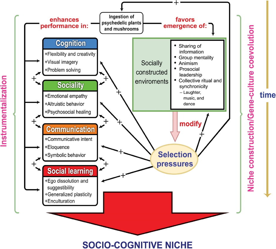 Schéma 1: Model instrumentalizace psychedelik v podpoře vzniku socio-kognitivní niky.